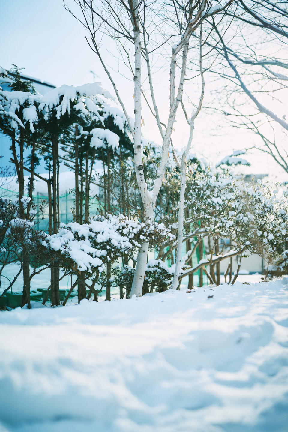 【写真】北海道白老町の風景。道の植え込みの木々に雪が積もっている。